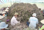 Lãi 'khủng' nhờ trồng khoai lang tím Nhật